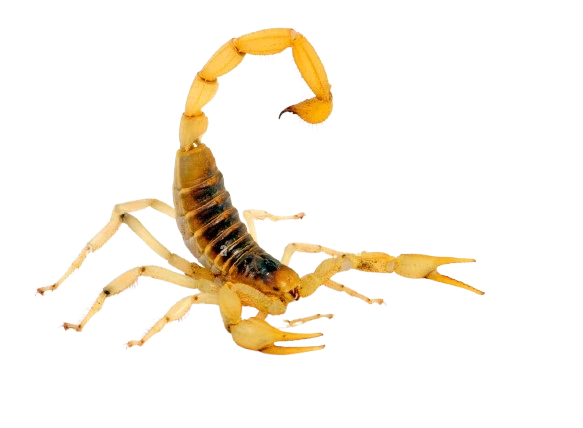 Información sobre alacranes