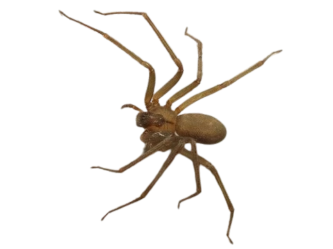 Información sobre arañas