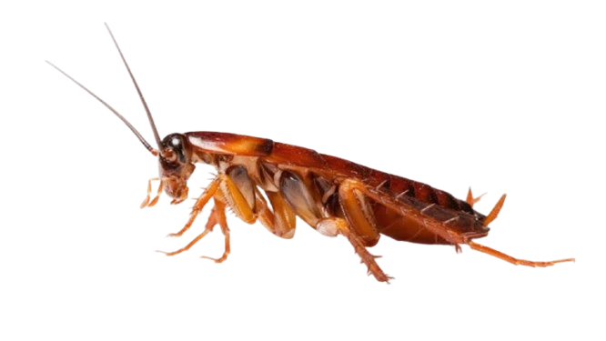 Información sobre cucarachas