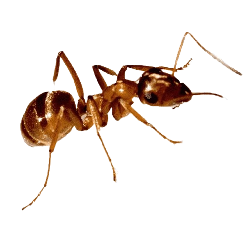 Información sobre hormigas