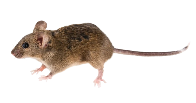 Información sobre roedores