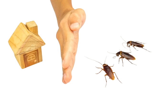 Control de Cucarachas