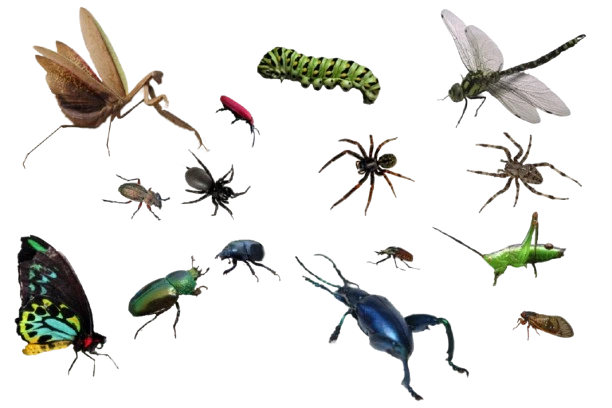 Eliminador de múltiples insectos